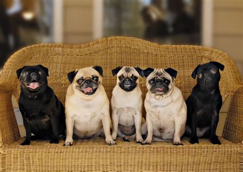  Our pugs are our family members and we breed them in the comfort of our home