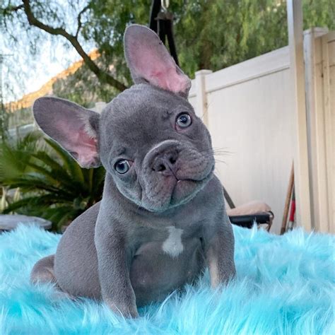  Our puppies are raised in a home environment, and we have french bulldog puppies available year-round