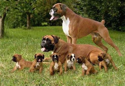  Our puppies are the result of a meticulous breeding program, ensuring that they possess the finest qualities of the Boxer breed