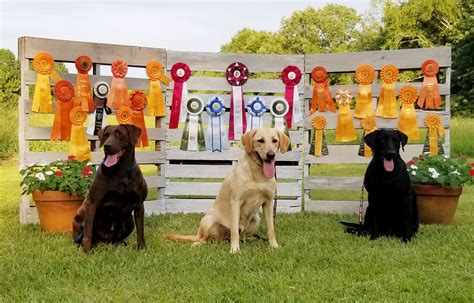  Our puppies have the potential to become champions in the show ring and your family hero