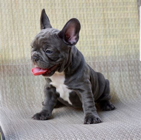 Our purebred French bulldogs come with a TomKings Health Guarantee, that is valid against all genetic illnesses