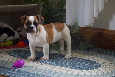  Our second-generation beabulls are usually smaller in size than a purebred English Bulldog and have a lot of added benefits and genetic advantages over registered English bulldogs