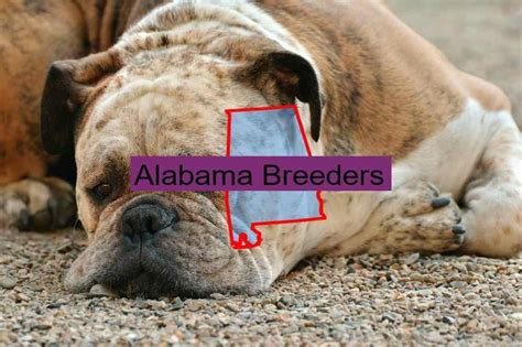  Our site features a wide variety of reputable AL breeders who specialize in raising amazing healthy puppies