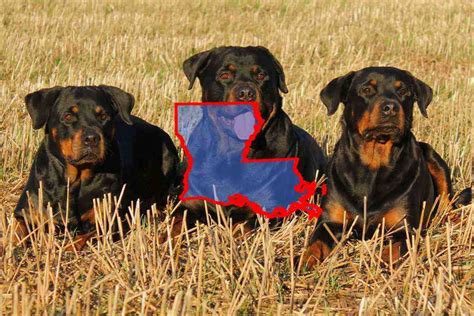  Our site features a wide variety of reputable Louisiana breeders who specialize in raising healthy and happy puppies