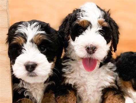  Our standard poodles and bernese mountain dogs are all AKC registered and have been carefully selected to have exceptional conformation, health, coat and temperament