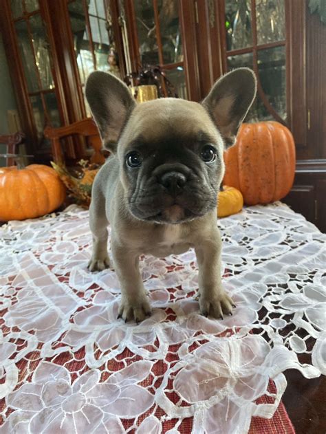 Our sweet French Bulldog puppies are raised underfoot and are exposed to