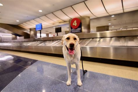  Our vetted dog breeders in Maryland are experts when it comes to arranging pet transport across major airports in any of the Lower 48 states