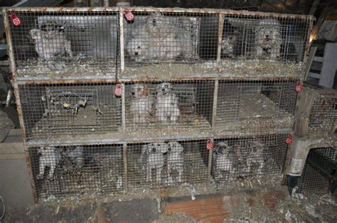  Our vetting process is designed to keep inexperienced breeders and puppy mills out of our network