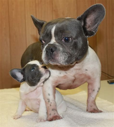  Our vetting process is strict for breeders providing French Bulldogs for sale Louisiana