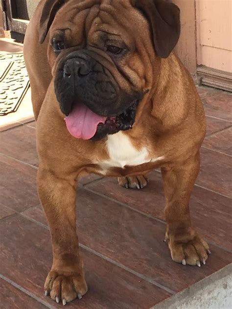  Out of all of the various types of bulldogs that I came across, the Leavitt breed satisfied everything that I was looking for: a beautiful dog with a sound skeletal structure, no respiratory concerns, longer lifespan, willing and able to do whatever you ask of them, and an excellent family companion