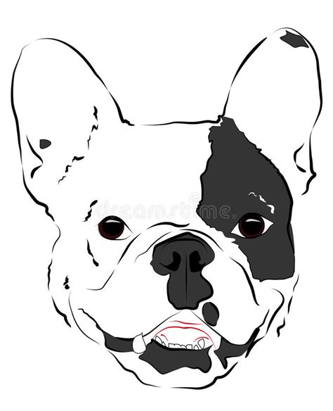  Outline the head and the muzzle of the bulldog