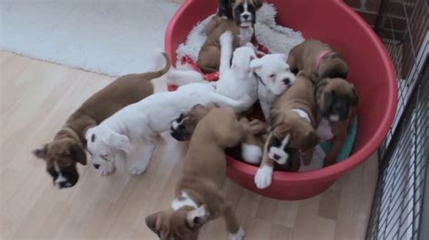  Outstanding litter of boxer puppies, 1 bobtail Boy 3 long tailed Boys, 1 bobtail Girl 3 long tailed Girls