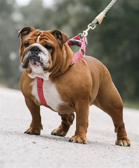  Ovaeast Kennels are trusted Bulldog breeders; delivering the best in structure, color, and temperament