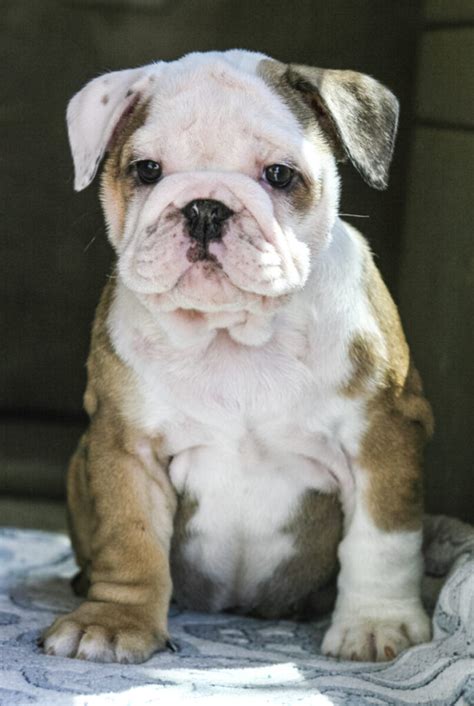  Ovaeast Kennels breeds English bulldogs, and we always have pups from pure bloodlines looking for an appropriate