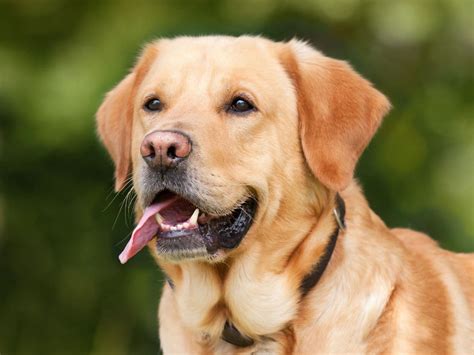  Over on the Labrador Retriever side, this breed originated in Canada and was originally known as the St