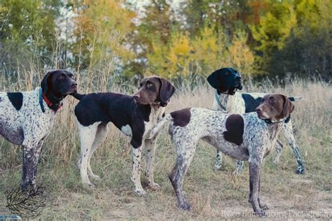  Over the following decades, the breed gained a reputation as the ideal dog for hunters due to its versatility