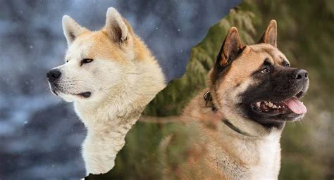  Over time, the American Akita started to evolve into a stronger, more robust dog than the Japanese Akita