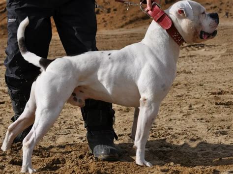  Over time, the American bulldog came very close to extinction