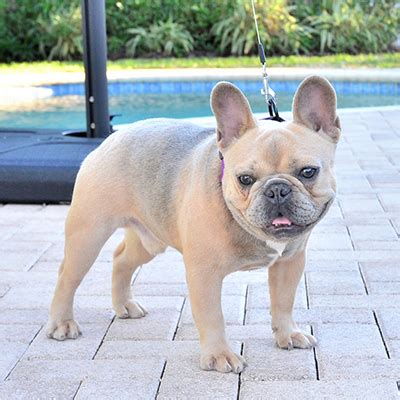  Over time this has translated into you our customers getting the best structure, heath and temperament the French Bulldog Breed has to offer