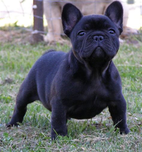  Overall, a Black French Bulldog is a wonderful addition to any household