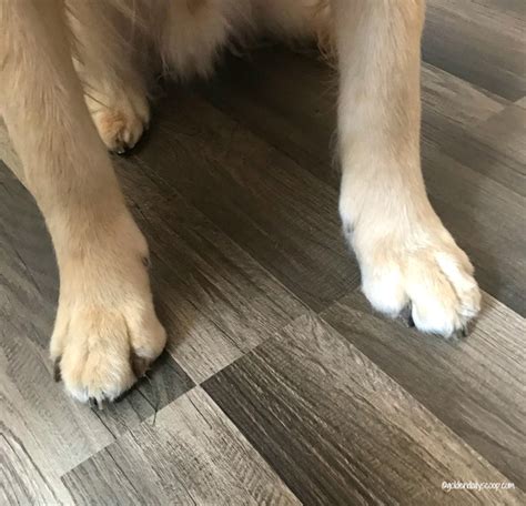  Overall, consistent grooming and proper brushing techniques will help keep your Golden Retriever