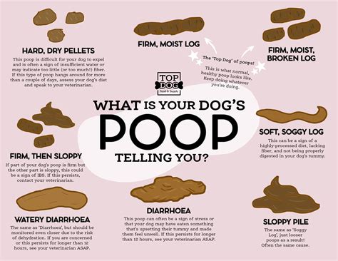 Overall, normal dog poop is firm but not runny, a light brown which turns black over time and is usually roundish or tube-like