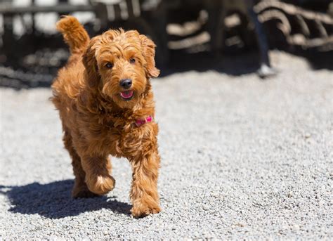  Overall, the Goldendoodle-dog