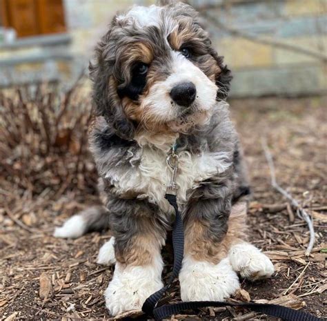  Overall, the Mini Bernedoodle is the preferred size weighing between 30 lbs and 50 lbs