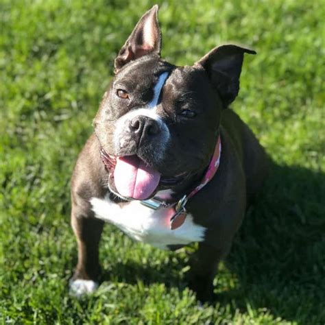  Overall, the appearance of an English Bulldog Pitbull Mix can vary greatly, and it is difficult to predict exactly what a Bullpit will look like based on its parent breeds