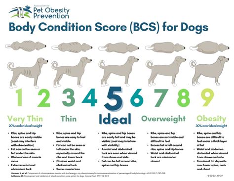  Overall, the condition of your dog