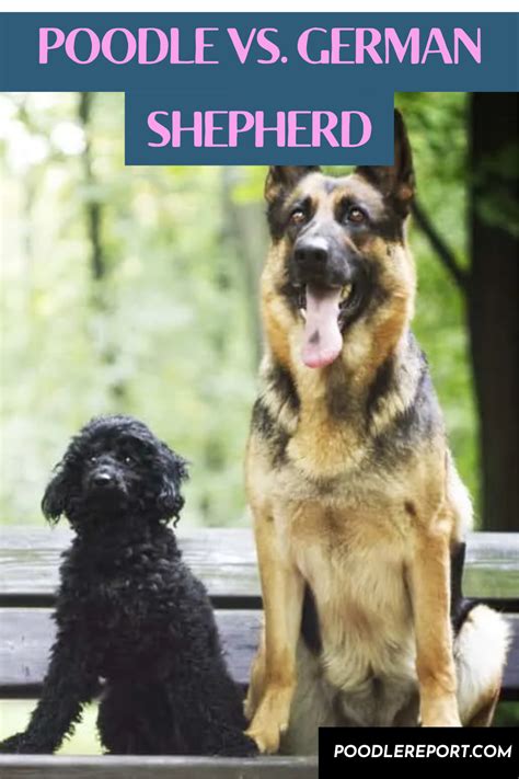  Overall, while there are some similarities between German Shepherds and Neapolitan Mastiffs, there are also some important differences to consider when it comes to breeding or adopting one of these breeds