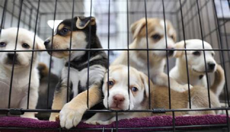  Overcrowding is a common theme at the puppy Mills