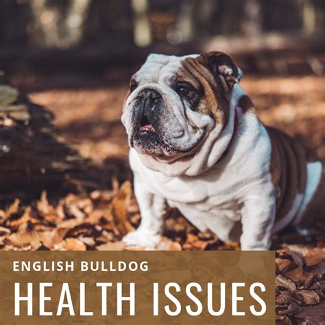  Overfeeding your English Bulldog will lead to several health issues and complications, and with English Bulldogs not being the most active dog breed, overfeeding will lead to your bulldog becoming obese fairly quickly