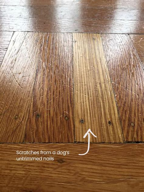  Overgrown nails can cause scratches and marks on hardwood and other types of flooring, as well as damage to upholstery and other household items