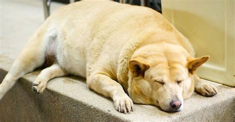  Overweight and obesity in puppies can lead to health problems later in life