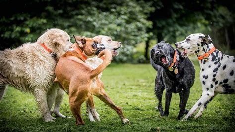 Owners need to train them to socialize with other dogs and familiarize itself with guests and family members for those who want protective family pets