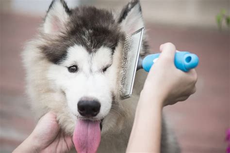  Owners should regularly brush their dog