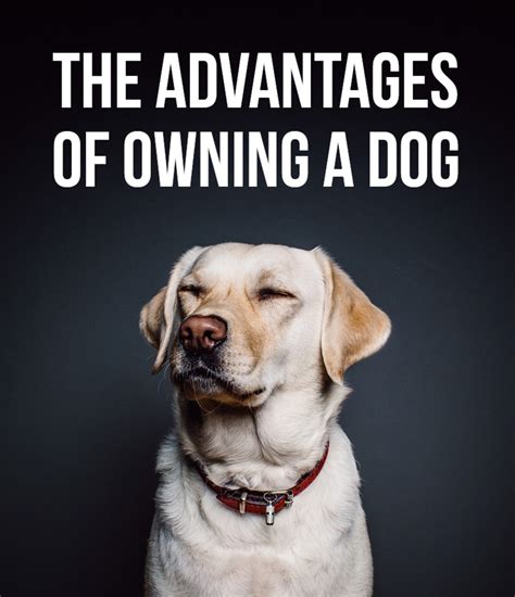  Owning a pet is a long-term commitment, and it goes beyond the initial purchase cost