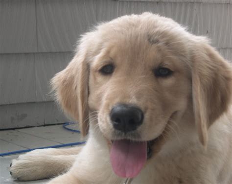  Owning an 11 week old golden retriever puppy can bring endless joy and companionship into your life