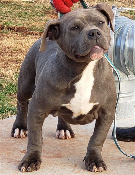  Oxford ms 10 month old male bully