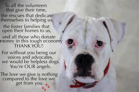  PA Boxers Inc is a c3 non-profit rescue organization, with a dedicated team of wonderful volunteers devoted to re-homing Boxers in need in the state of Pennsylvania
