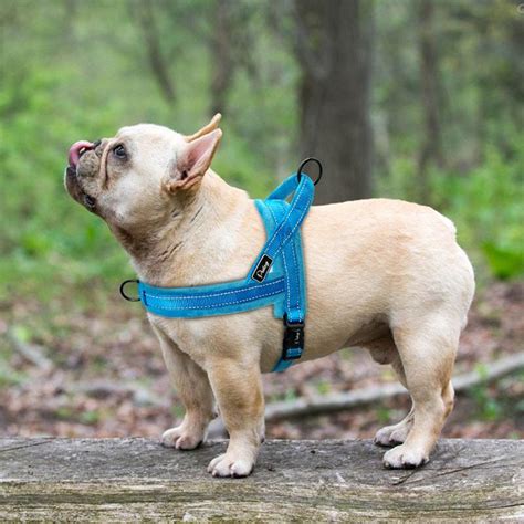  Padded Harnesses Types of French Bulldog Harnesses The market is full of different types of dog harnesses, each with its unique features, benefits, and limitations