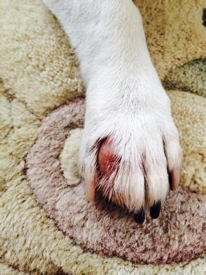  Pads may be inflamed, red or sensitive to touch causing pain in your dog