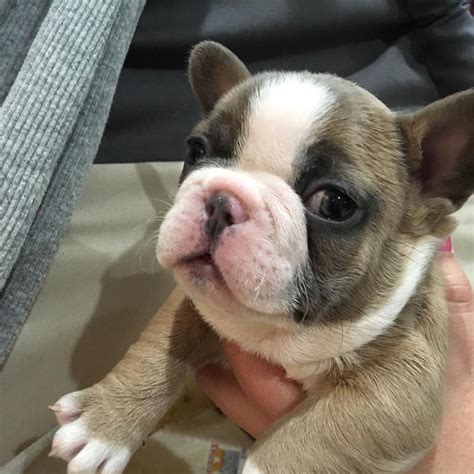  Page 4: French Bulldogs for Sale in Orlando