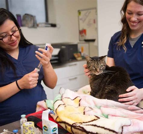  Pain Management When your pet comes out of surgery, they will likely feel some pain in the areas affected at the time of surgery