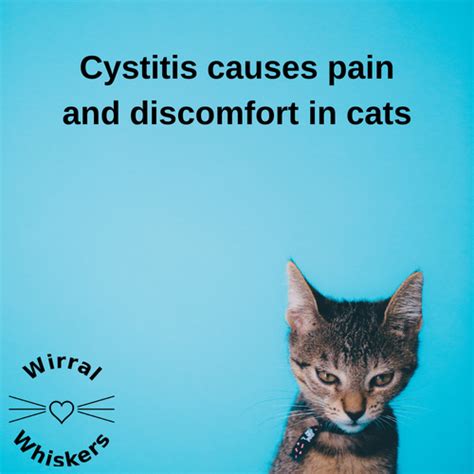  Pain and Inflammation Arthritis, injuries, or age-related issues can cause discomfort and pain in cats