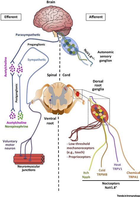  Pain perception is regulated by ECS receptors in the central nervous system