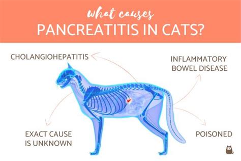  Pancreatitis: Many cats with IBD also have pancreatitis