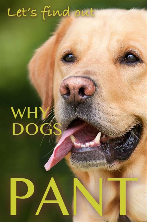  Panting When dogs exert themselves physically, they often pant