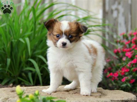  Papillon Puppies for Sale in New York